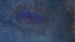 Flabellina affinis