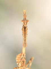 Empusa pennata