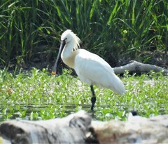 Platalea leucorodia