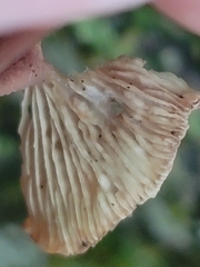 Collybiopsis dichroa