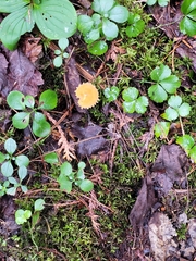 Cystoderma amianthinum