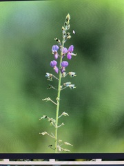 Desmodium illinoense