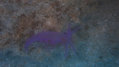 Flabellina affinis