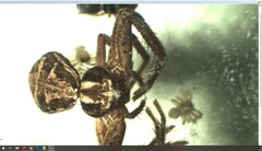 Xysticus slovacus