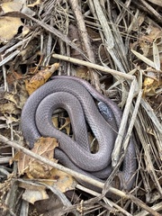 Contia tenuis