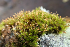 Ptychomitrium polyphyllum