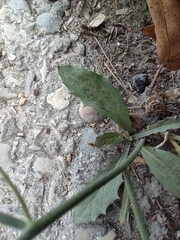 Cichorieae