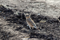 Oenanthe isabellina