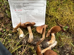 Cortinarius