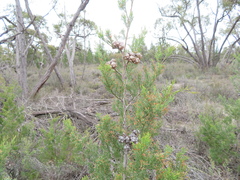 Callitris rhomboidea