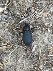 Carabus coriaceus