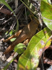 Schistocerca rubiginosa