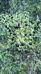 Chrysojasminum fruticans