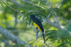 Trogon melanocephalus