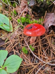 Hygrocybe punicea