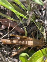 Schistocerca rubiginosa