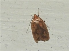 Agonopterix robiniella