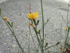 Cichorieae