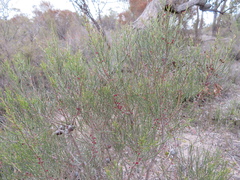 Allocasuarina