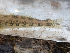 Etheostoma bellator