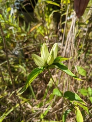 Gentiana alba