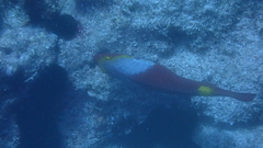 Sparisoma cretense