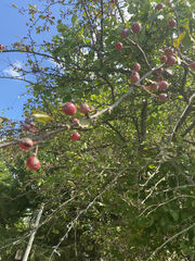 Crataegus crus-galli