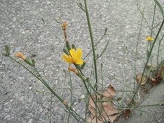 Cichorieae