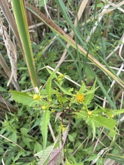 Bidens connata