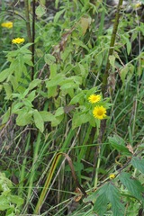 Pulicaria dysenterica