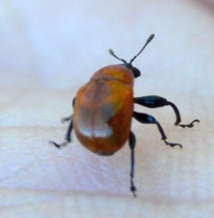 Synolabus nigripes