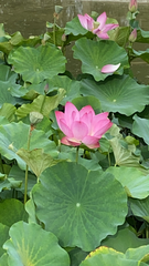 Nelumbo nucifera