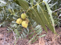 Juglans hindsii