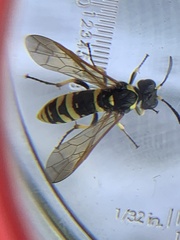 Tenthredo marginella