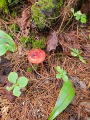 Hygrocybe punicea
