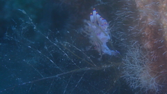 Coryphellina rubrolineata