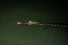 Crocodylus moreletii