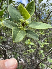 Forestiera reticulata