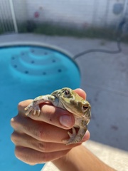 Incilius alvarius