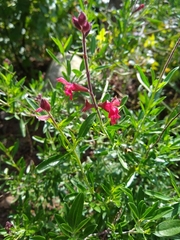 Salvia greggii