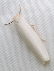 Crambidia xanthocorpa