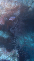 Coryphellina rubrolineata