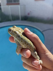 Incilius alvarius