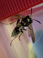 Tenthredo marginella