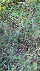 Eragrostis spectabilis