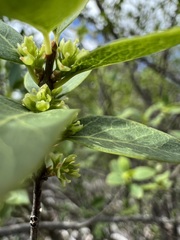Forestiera reticulata