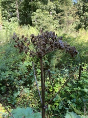 Heracleum maximum