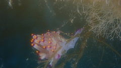 Coryphellina rubrolineata