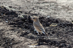 Oenanthe isabellina