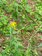 Solidago canadensis